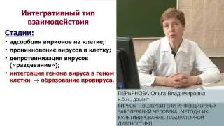 Вирусы - возбудители инфекционных заболеваний человека. Культивирование и диагностика. О.В.Перьянова