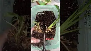 ПЕРЕСАДКА НЕ ЦВЕТУЩЕГО СПАТИФИЛЛУМА
