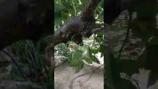 А вы увидели бабочку 😱 #новая  #новинка