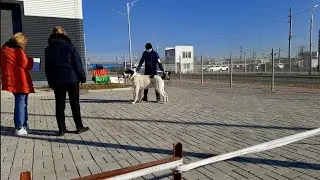Бугай Алабай. Выставка 24.10.21 Ринг САО Судит Родина Инесса.