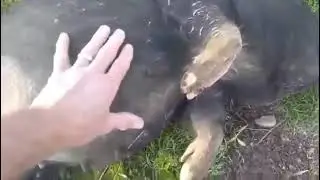 corn filled fat pig rolls down hill