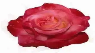 Розочка для именинника )))