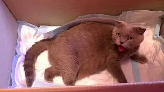 ОКОТ. Рождение котёнка. Видео где рожает кошка.