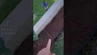 cuidado um pouco do jardim 