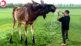 30 Animals Who Asked People for Help!