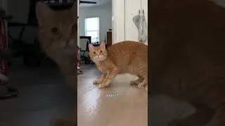 Penny the Ginger CatDog