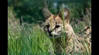 Servale - Afrikas unbekannte Katzen [Doku]