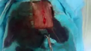 Gebe Köpek OVariohysterectomie 0004