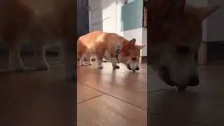 Собачья жизнь🤍