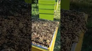 Отнял мёд