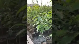 Плодовые деревья с Закрытой Корневой Системой (3-х, 4-х летние)