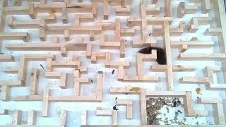 Bigger, tighter mouse maze experiments