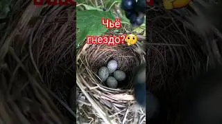 #гнездо#природа