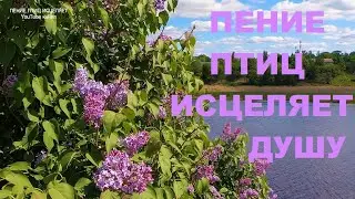 ПЕРЕЛИВЧАТОЕ ПЕНИЕ СЛАВКИ И ДРОЗДА УСПОКАИВАЕТ,УБИРАЕТ ТРЕВОГУ.ПОЯВЛЯЕТСЯ РАДОСТЬ И УМИРОТВОРЕНИЕ