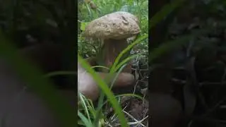 Бодипозитивный боровик