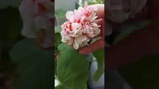ПЕЛАРГОНИИ В АПРЕЛЕ🌺