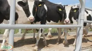 Первое дефиле по подиуму🐄 Новый скотопрогон для удобного передвижения коров.