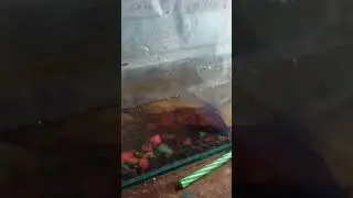 ikan chana asiatika ganas saat makan