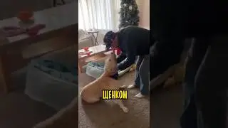 Мужчина Спас Жизнь Собаке 🥹
