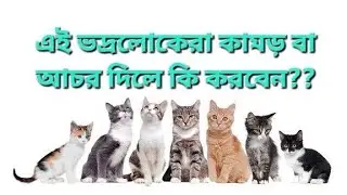 বিল্লু ভদ্রলোকেরা আচর বা কামড় দিলে কি করবেন? ভ্যাক্সিন নিবেন কি নিবেন না? জেনে নিন সহজেই।।🤗