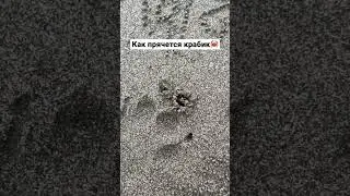 Океанский маленький краб  делает домик из песка