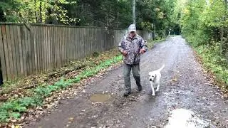 Годовалый лабрадор. Дрессировка с нуля. Серия 3.