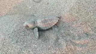 Adora Golf Resort Hotel 5*  Черепашки Caretta - Caretta !!!Белек 2021