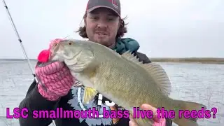 How To Catch LSC Smallmouth In The Reeds – Episode 1