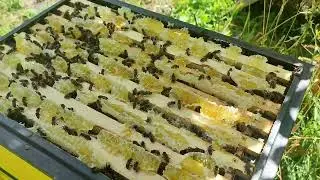Семья с двух рамок открытого #карника