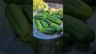 🙄🥒Вот такие у нас новые соседи.