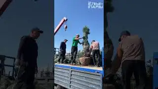 Отгрузка елей в питомнике растений 