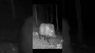 дикий кабан и детёныш кабана