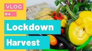Lockdown Harvest ft. my Mudra | Vlog#4 | MerylC
