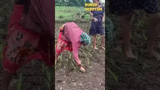 Cara Menanam Padi di India