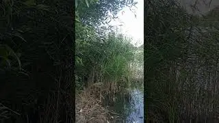 У нас на пруду ! Насрал убери за собой !
