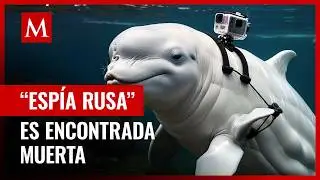 Hvaldimir la ballena “espía rusa” es encontrada muerta en Noruega