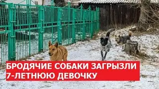 В Забайкалье стая собак загрызла 7-летнюю девочку. Что делать с бродячими собаками?
