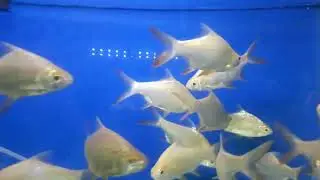 Kaviat Fish /Ikan Tawes wader ini Juga Gurih di Masak Pepes Presto❤Cintabel Ayu Channel❤
