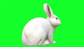 Green Screen | Chroma Key | Animal 4K | Rabbit