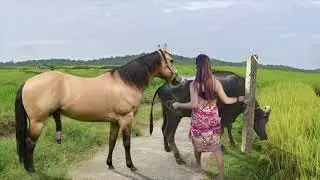 Horses Groom Each Other, How they are in bio and making love each other