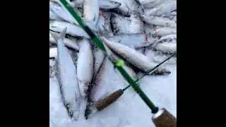 Улов корюшки и селедки на снасти от т Mr. Musurok Lures&Rods Камчатка, Усть-Камчатск, оз. Нерпичье