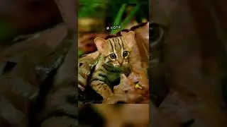 Самый маленький в мире взрослый кот😲 Его Супер способности🔥 