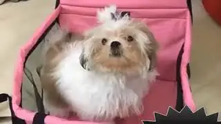 DOG LOVERS CAR SEAT