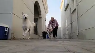 Луна и Никуша учатся ходить на ножках 🤣🫣🐒