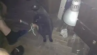звеним бубенцами