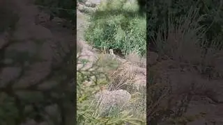 Кабки Хилол  да Ҳалқа руст Шуд 😂😊