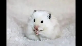 Детям. Хома, Хома, хомячок...