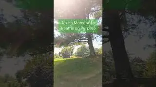 RESET #nature #naturalhealing #TREES #breathwork #BREATH #healthyhabits #healthylifestyle #shorts