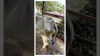 Как поставить укол корове?