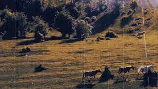 White Horse